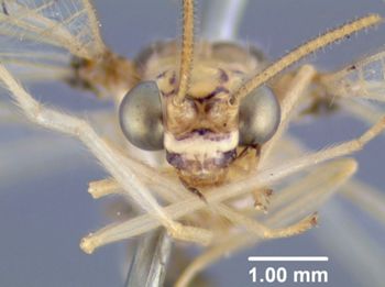 Media type: image; Entomology 26214   Aspect: head frontal view 3
